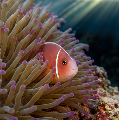 Divemaster_hyde's tweet photo. 息をひとつ、静かに時を止める。

この静けさ、大切な誰かに届けたくなりませんか？

#水中写真 #scubadiving #underwaterphotography #海 #diving #沖縄の海 https://t.co/GxV2aJFclE