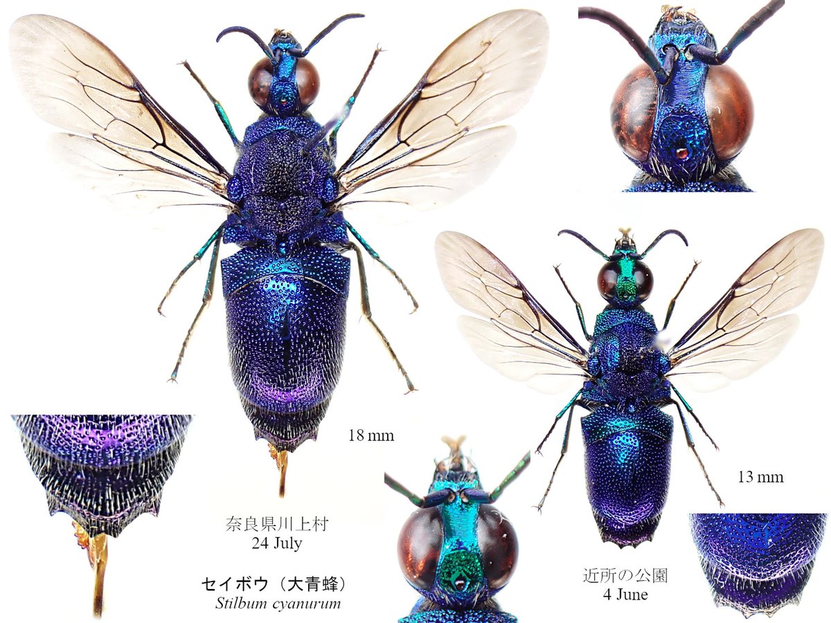 Insect_1206's tweet photo. 熊蝉と油蝉は幾らでもいるのだけど餌🦎に適したニイニイゼミが手強くて朝からサクっと済ませるつもりが近所の公園を１時間徘徊…したら○んだ🥵立派なのは雌で小さいのは雄かと思っていたけど外見からは識別困難らしい…何であれ出会えると嬉しい🐝 https://t.co/rHCFAeuf1W