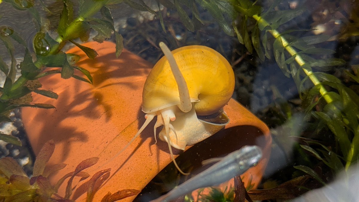 Hajime_Issiki's tweet photo. 我が家のゴールデンアップルスネール(Pomacea diffusa)の肺呼吸動画

ジャンボタニシ(Pomacea canaliculata)とは別種ですが、ショップ店員でも混同してる人がいる様で購入時謎に渋られた思い出…

少なくともうちではミナミヌマエビの方が水草食べてるし
オオカナダモの増殖スピードのが早いので無問題 https://t.co/XU8hHDiX5z