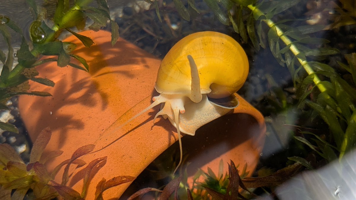 Hajime_Issiki's tweet photo. 我が家のゴールデンアップルスネール(Pomacea diffusa)の肺呼吸動画

ジャンボタニシ(Pomacea canaliculata)とは別種ですが、ショップ店員でも混同してる人がいる様で購入時謎に渋られた思い出…

少なくともうちではミナミヌマエビの方が水草食べてるし
オオカナダモの増殖スピードのが早いので無問題 https://t.co/XU8hHDiX5z