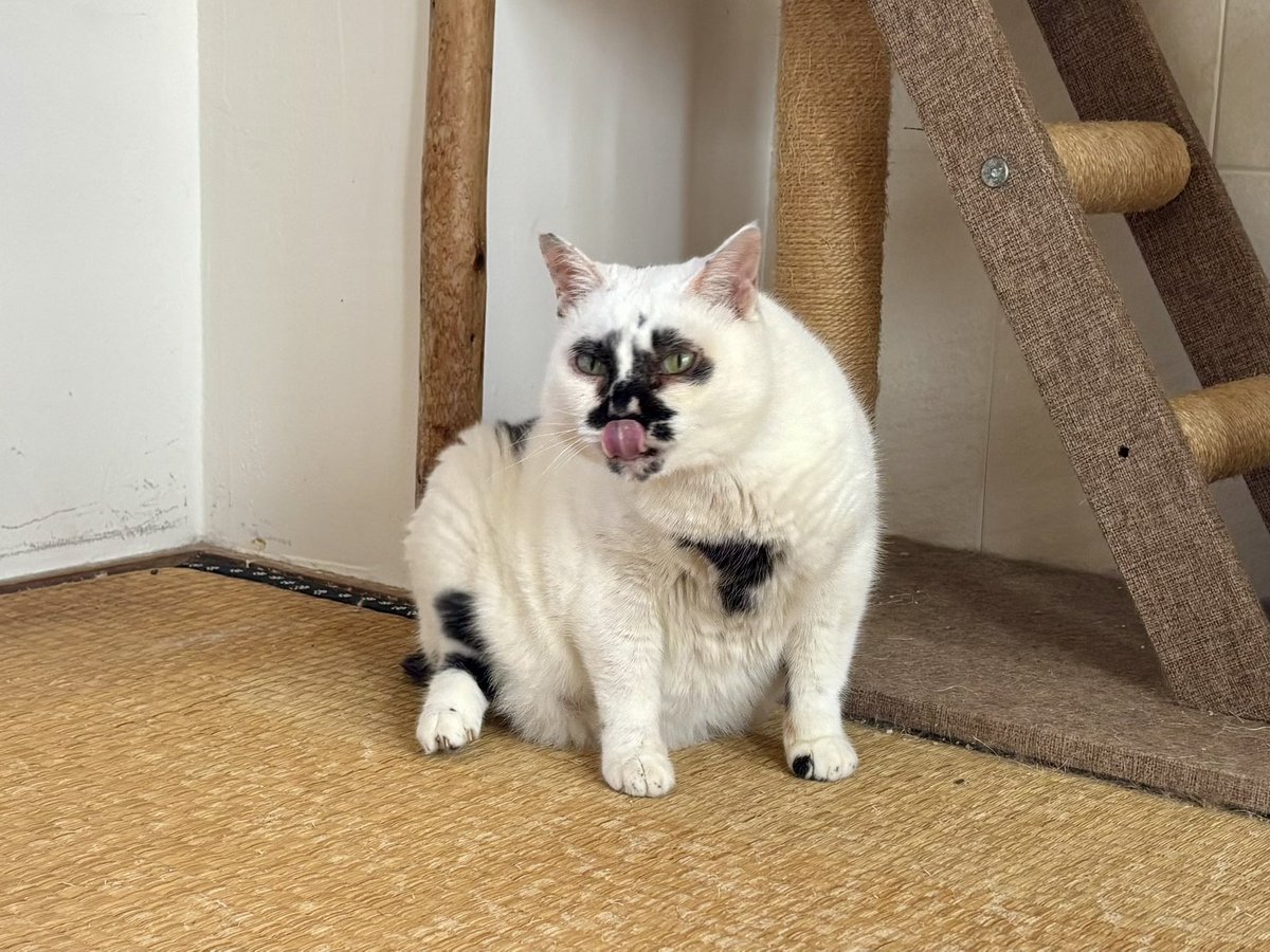 muddycat_atami's tweet photo. 来週からは涼しいって本当ですか？ https://t.co/GAM0UszMXZ