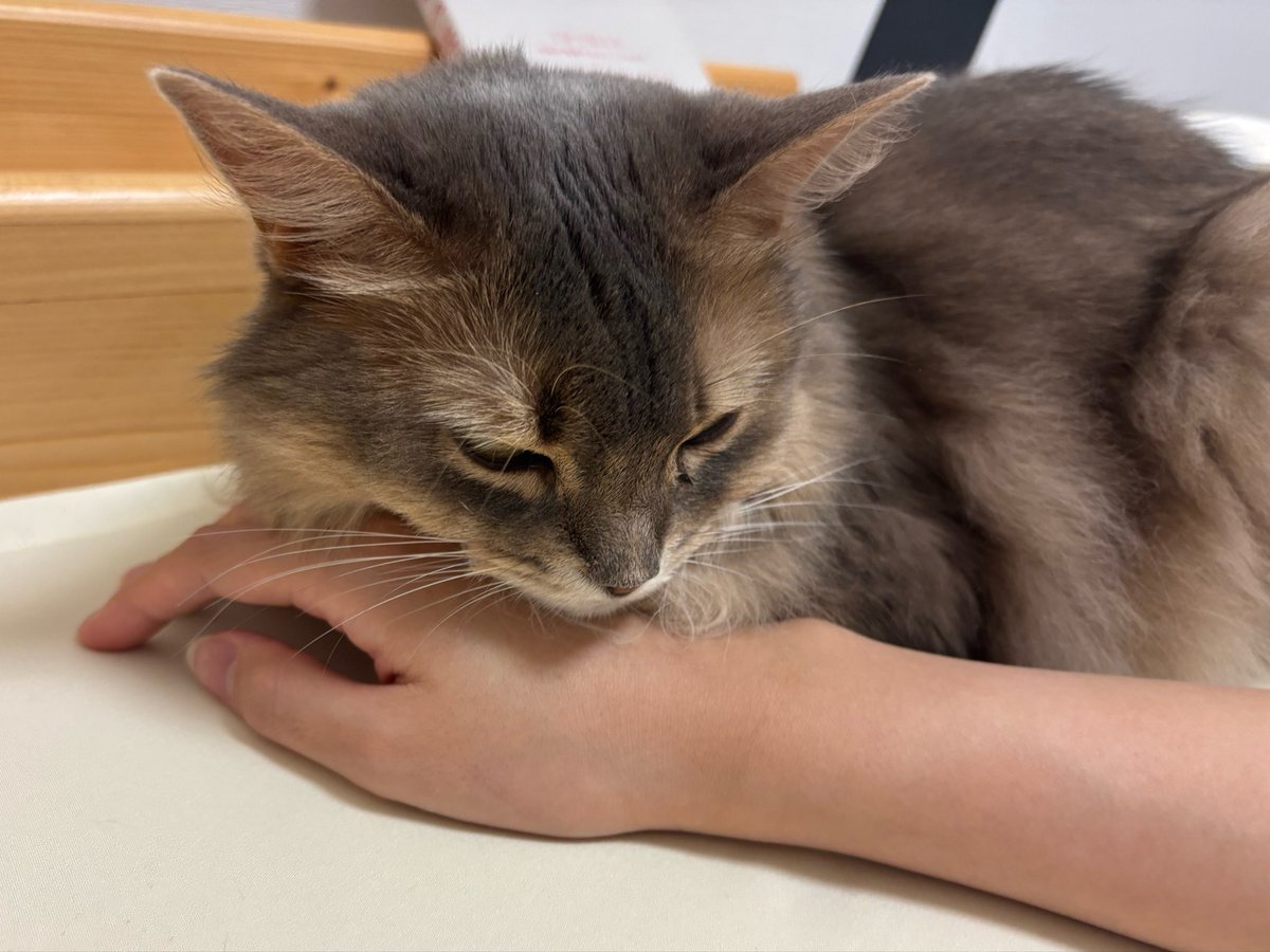 kohaku____222's tweet photo. ねこちゃんが人間の手を枕にしてｳﾄｳﾄしているため、1㍉たりとも動けない https://t.co/j66JbB7Jgm