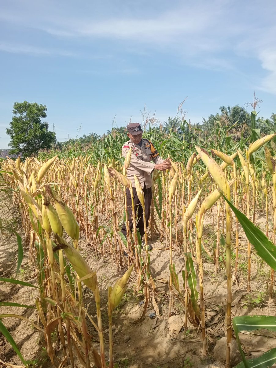standbay21's tweet photo. Bhabinkamtibmas Kampung Sialang Baru Aiptu Turmudi Polsek Lubuk Dalam Polres Siak Polda Riau Cek tanaman jagung pipil usia tanam 86 hari sedang proses pangkas sebelum kupas kulit untuk mendapatkan hasil yang maksimal.
#ketahananpangan  #swasembadapangannasional #bidhumaspoldariau https://t.co/7bVvCgp9kV