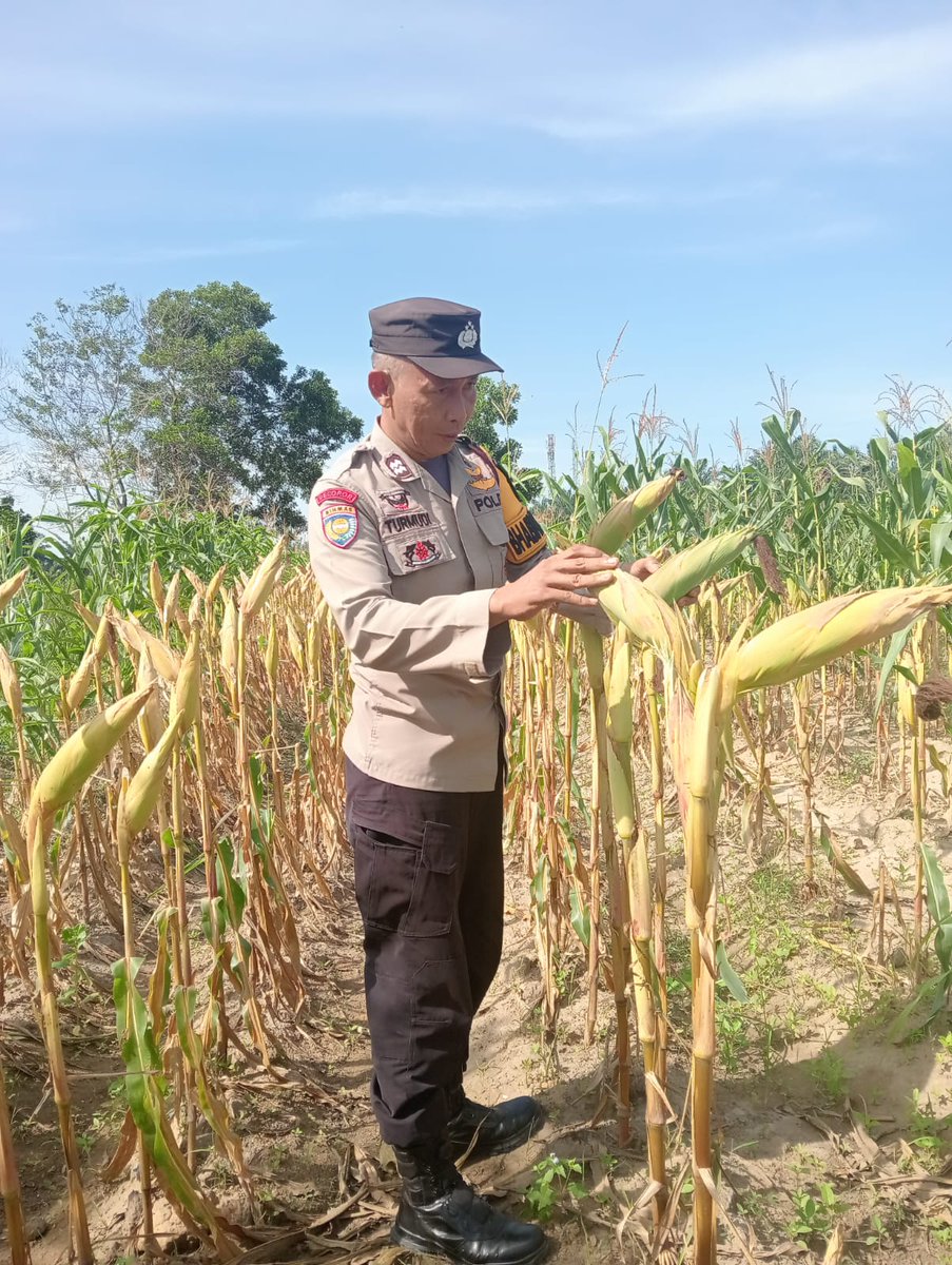 standbay21's tweet photo. Bhabinkamtibmas Kampung Sialang Baru Aiptu Turmudi Polsek Lubuk Dalam Polres Siak Polda Riau Cek tanaman jagung pipil usia tanam 86 hari sedang proses pangkas sebelum kupas kulit untuk mendapatkan hasil yang maksimal.
#ketahananpangan  #swasembadapangannasional #bidhumaspoldariau https://t.co/7bVvCgp9kV