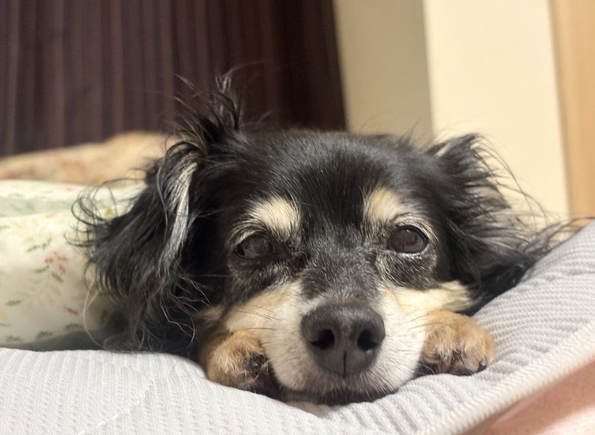 berimama's tweet photo. マリンです
13歳になったわよ🐶 https://t.co/wXLQb85nlA