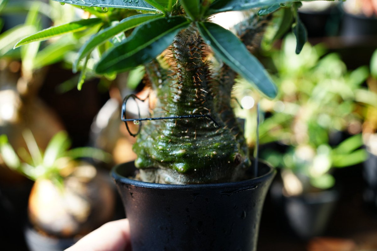 banuuna's tweet photo. 水切れでベコベコにへこんでも水をあげて一晩待つとパツパツに🌱
人間もこれぐらいのレスポンスで回復したいものですね🫠
暑すぎる！！ https://t.co/4R99CIXRi5