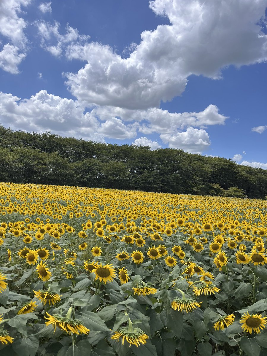 hiroqon217's tweet photo. 到着😆
ヒマワリ🌻 綺麗✿゚❀.(*´▽`*)❀.゚✿
https://t.co/cXyR8Cg1cu
#権現堂公園 #REDZ https://t.co/olCpBROiVL