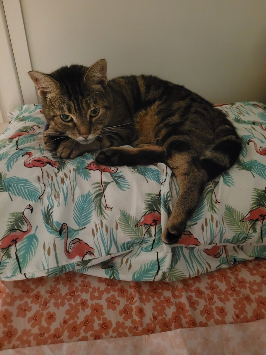 cafecubano_'s tweet photo. ok first of all thats my pillow not yours https://t.co/pbI9fw89iU