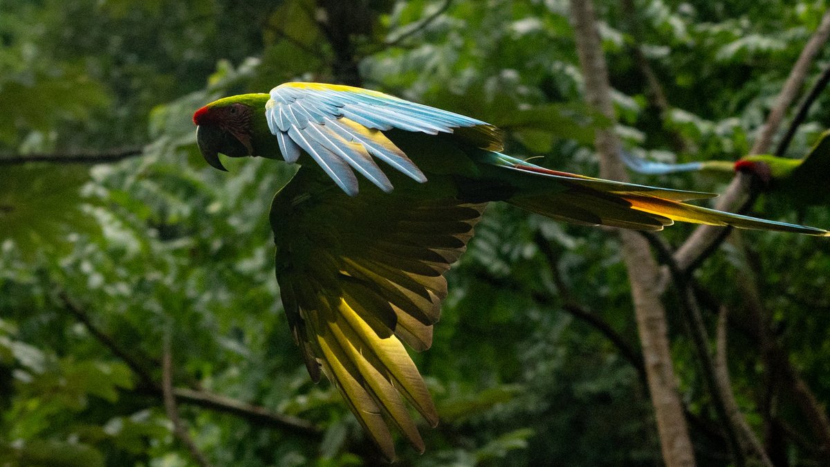 NicoMarinb's tweet photo. Solo quedan 900 guacamayos verdes adultos en todo el mundo y hoy tuve la suerte de encontrarme con un grupo. Casi la mitad viven en Costa Rica y acá los pude fotografiar, un regalo absoluto de la naturaleza y un recordatorio de lo mucho que tenemos que cuidar este planeta 📸❤️‍🩹

Si les gusta mi trabajo les agradecería mucho que lo compartan para seguir generando conciencia 🫶🏻✨