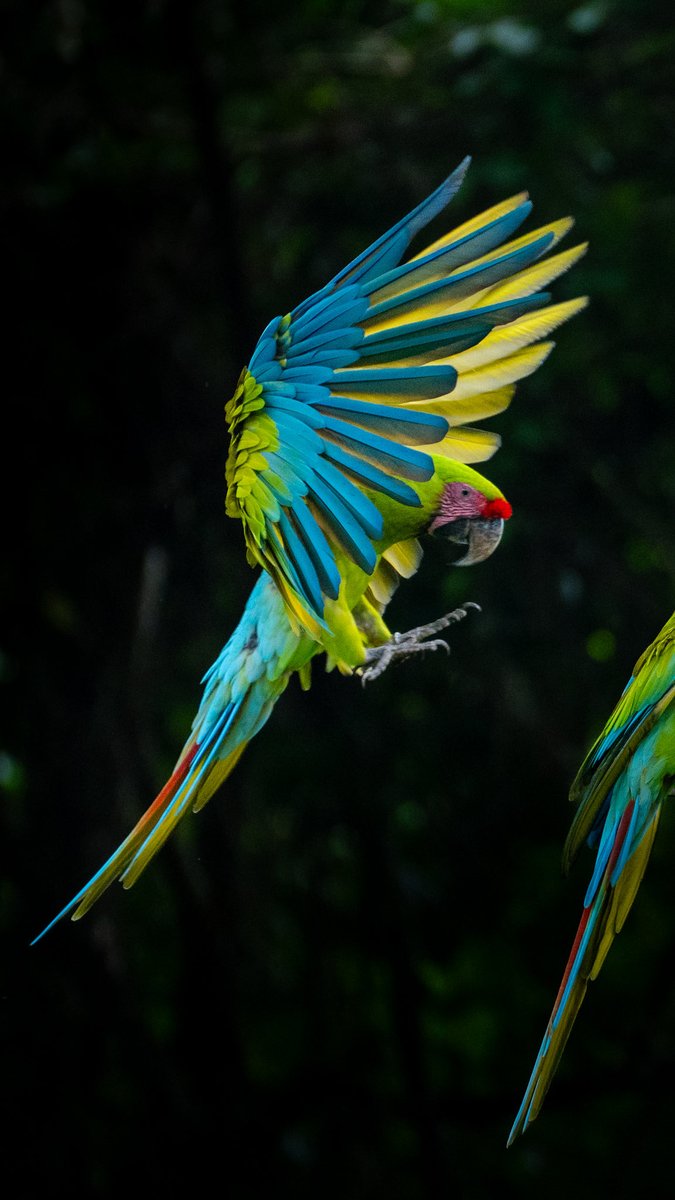 NicoMarinb's tweet photo. Solo quedan 900 guacamayos verdes adultos en todo el mundo y hoy tuve la suerte de encontrarme con un grupo. Casi la mitad viven en Costa Rica y acá los pude fotografiar, un regalo absoluto de la naturaleza y un recordatorio de lo mucho que tenemos que cuidar este planeta 📸❤️‍🩹

Si les gusta mi trabajo les agradecería mucho que lo compartan para seguir generando conciencia 🫶🏻✨