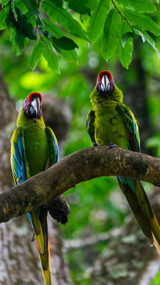 NicoMarinb's tweet photo. Solo quedan 900 guacamayos verdes adultos en todo el mundo y hoy tuve la suerte de encontrarme con un grupo. Casi la mitad viven en Costa Rica y acá los pude fotografiar, un regalo absoluto de la naturaleza y un recordatorio de lo mucho que tenemos que cuidar este planeta 📸❤️‍🩹

Si les gusta mi trabajo les agradecería mucho que lo compartan para seguir generando conciencia 🫶🏻✨
