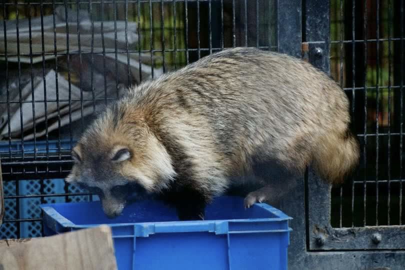 waterflower_'s tweet photo. 見る人をハラハラさせるエゾタヌキ

夏/2022
#おびひろ動物園
#タヌキ https://t.co/U6f1nEwkmg