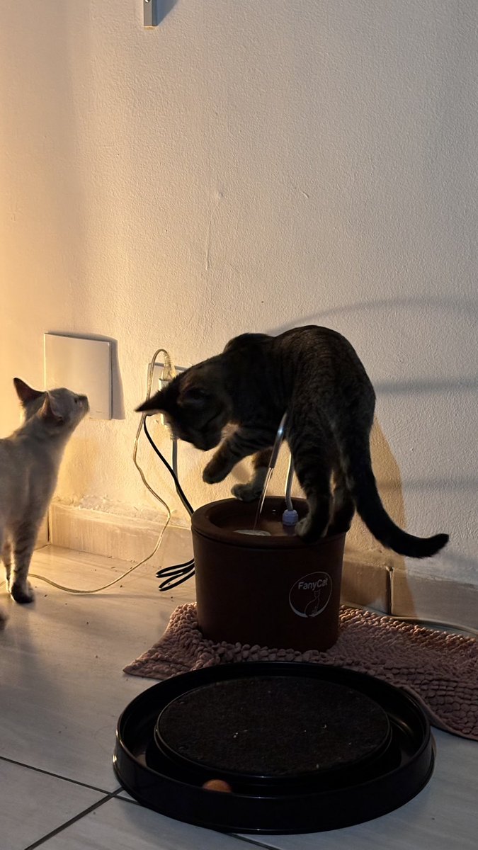 anniices's tweet photo. Miguelito é muito especial como eu amo esse gatinho miumiu https://t.co/AsbYe9Wk1t