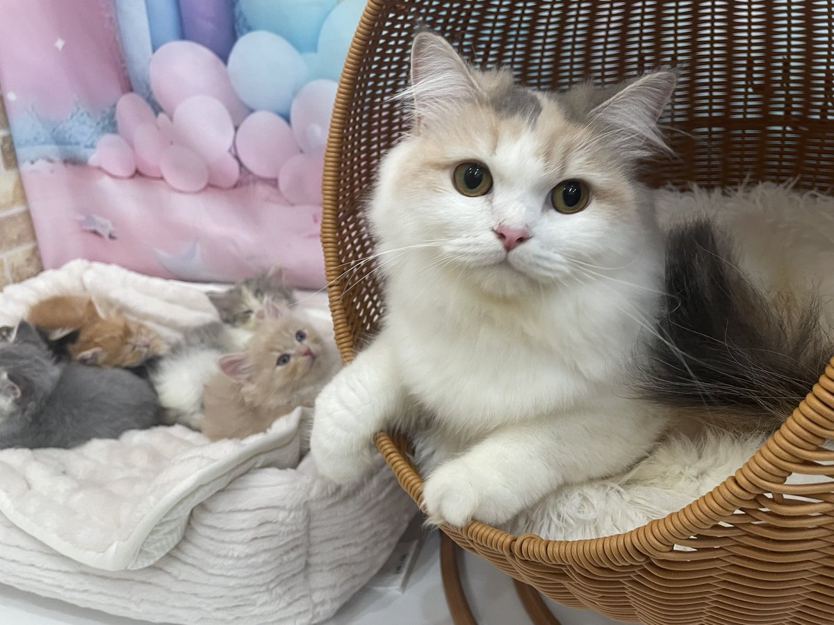 kapuas_cat's tweet photo. ママ猫と子供たちです♡
5匹とも違う毛色で産まれました☺️
#サイベリアン
#カプアス https://t.co/VBB8fQDGwz