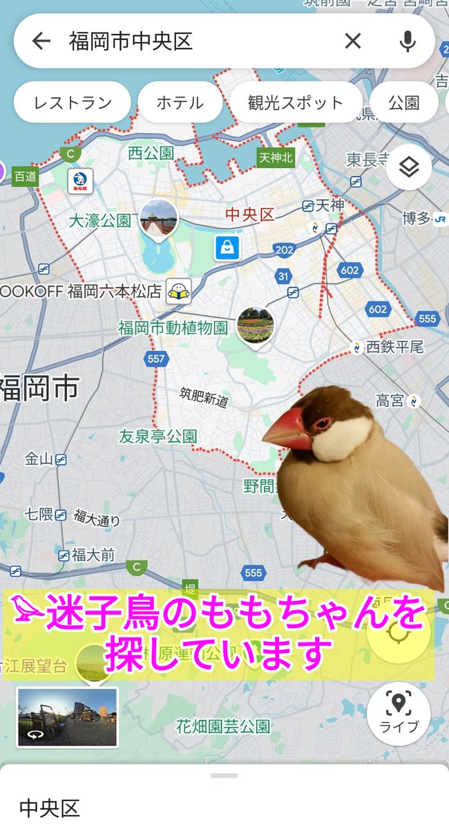 iowancows_pets's tweet photo. 𓅪ももちゃん

'21年6月 福岡県福岡市中央区より迷子
 
身体はシナモン色
くちばしはピンク色の文鳥さんです

遠く離れた所にいるかも知れません

どこかで目撃した、どなたかが保護してくださっている等
どんな些細な情報でも、👇引用元の飼い主様まで連絡お願いします🙏

#迷子鳥
#迷い鳥
#保護鳥 https://t.co/DGmwTYSW0L