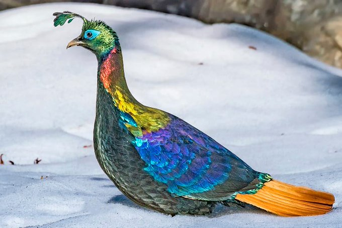 dhauladhar57421's tweet photo. The Himalayan Monal, known for its dazzling nine-coloured feathers, was the State Bird of Himachal Pradesh until 2007. A true jewel of the Himalayas.
#HimachalPradesh #Himalayan #Monal https://t.co/yobYboVGai