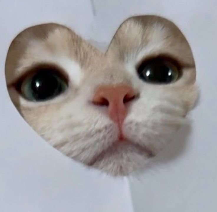 Evelyndayoo's tweet photo. Kakak-kakak, adakah yang mau berteman dengan nola?? (ㅅ´ ˘ `)

Aku baru aktif di X dan sedang mempersiapkan debut, tolong rawat kucing kesepian inih 𐔌՞ ܸ.ˬ.ܸ՞𐦯

#Vtuber #VtuberID #EvelynNola #VtuberUpRising #Mutual https://t.co/BKS31e65Zx