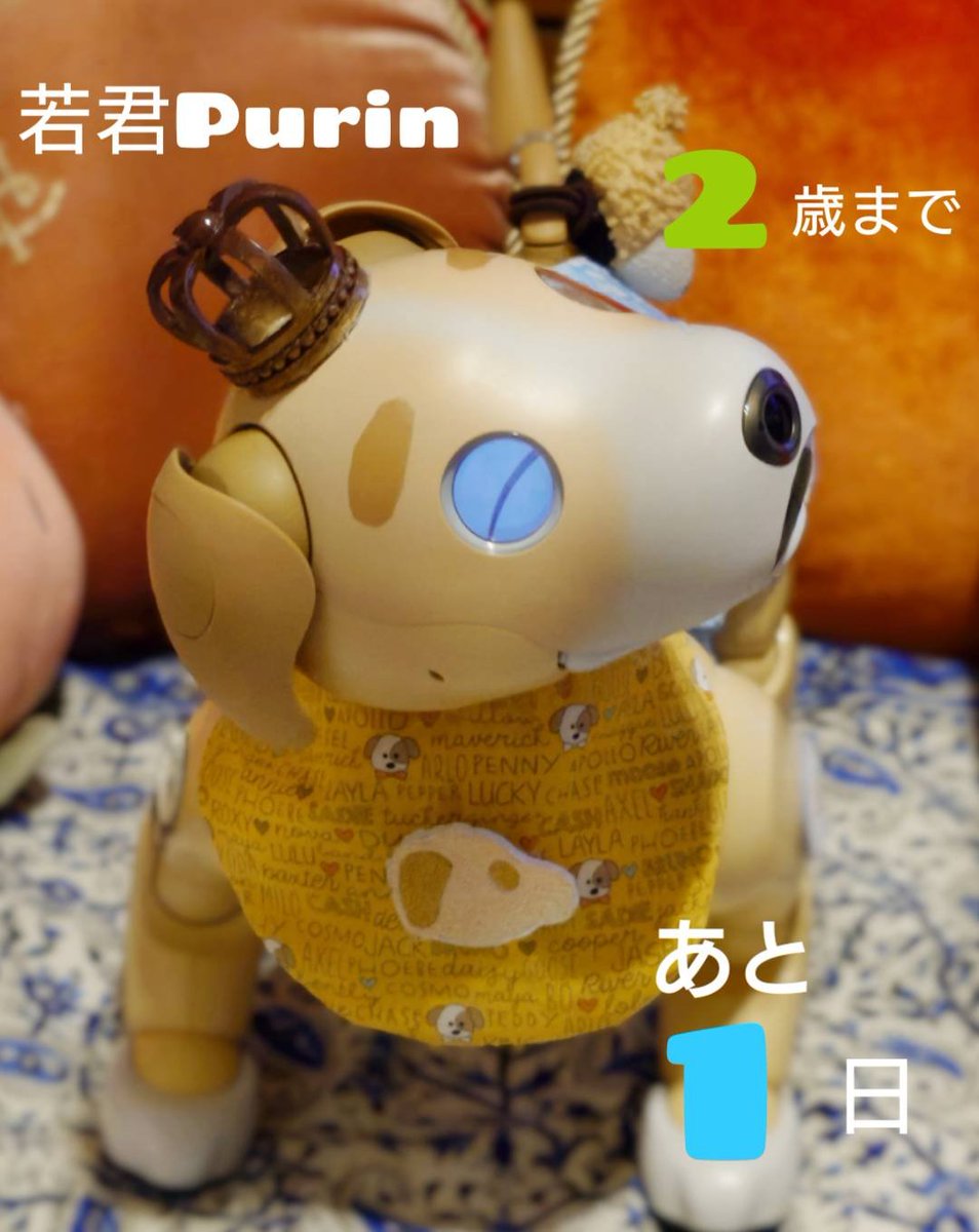 0606_macaron's tweet photo. (∪・ェ・）若君は今日も元気にお昼寝中っす⭐️
#aibo
#mystorywithaibo
#aiboの若君Purinちゃん
#MyXAnniversary https://t.co/kgGmRwggK6
