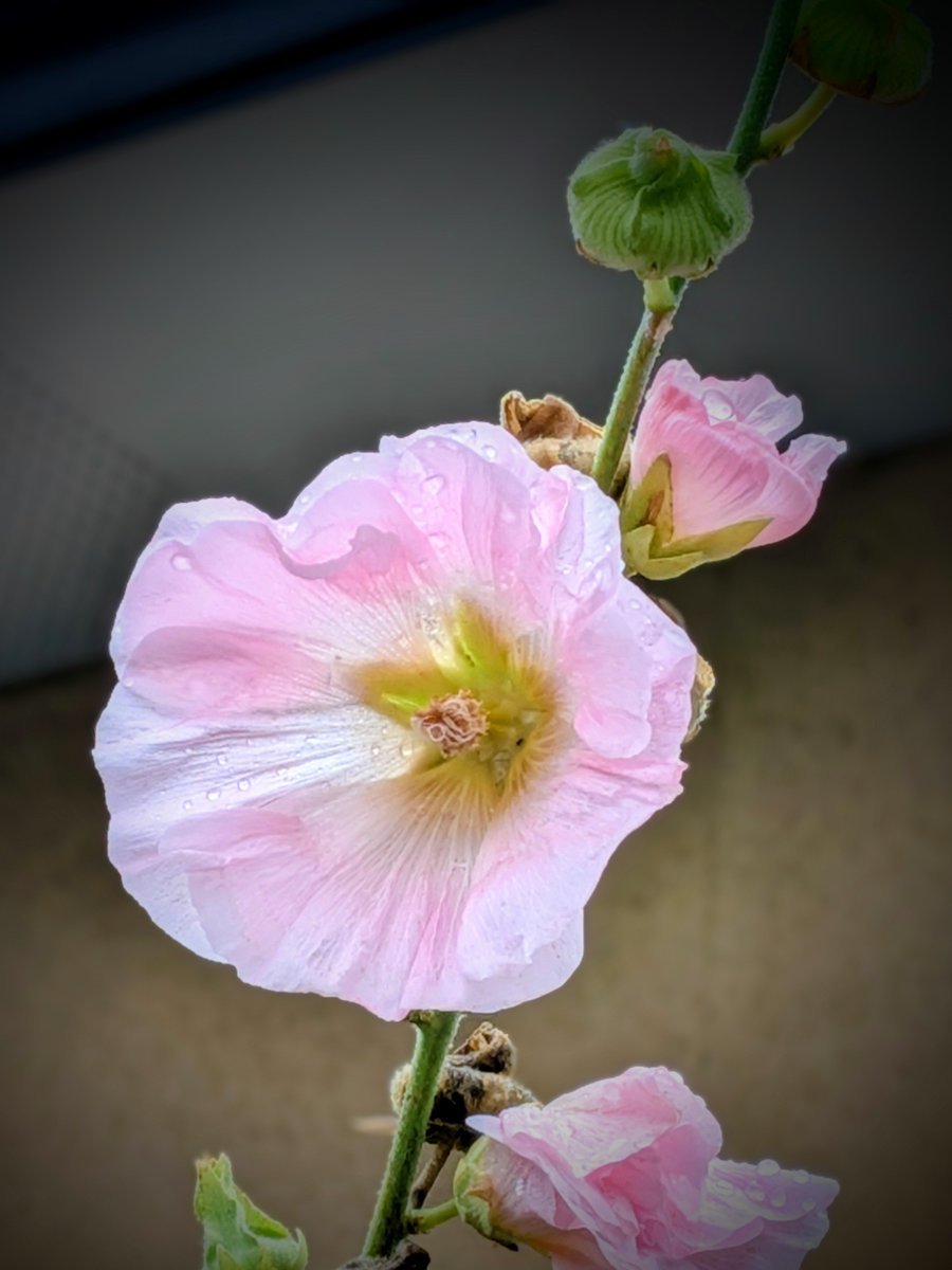 chi98525094's tweet photo. こんにちは☀

    外に出ると・・・
         トロケちゃいそう🥵

     熱中症警戒アラートも
          しばらくは続くのかな😩

     風邪も引いたようで
          喉痛く咳・ダルい😷

    どなた様も・・・
           体調崩さぬようにです🍀

       良い午後と
            なりますように☺️ https://t.co/S08woN8gL6