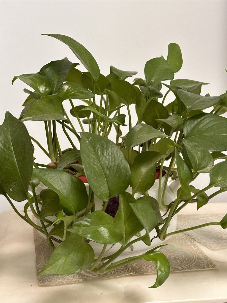 Stephan89612558's tweet photo. Pro tip for your pothos! Water when the top 2 inches of soil feel dry—this low-fuss houseplant thrives with little effort, perfect for new plant parents.  #PlantCareTips https://t.co/NCP79uxgP6