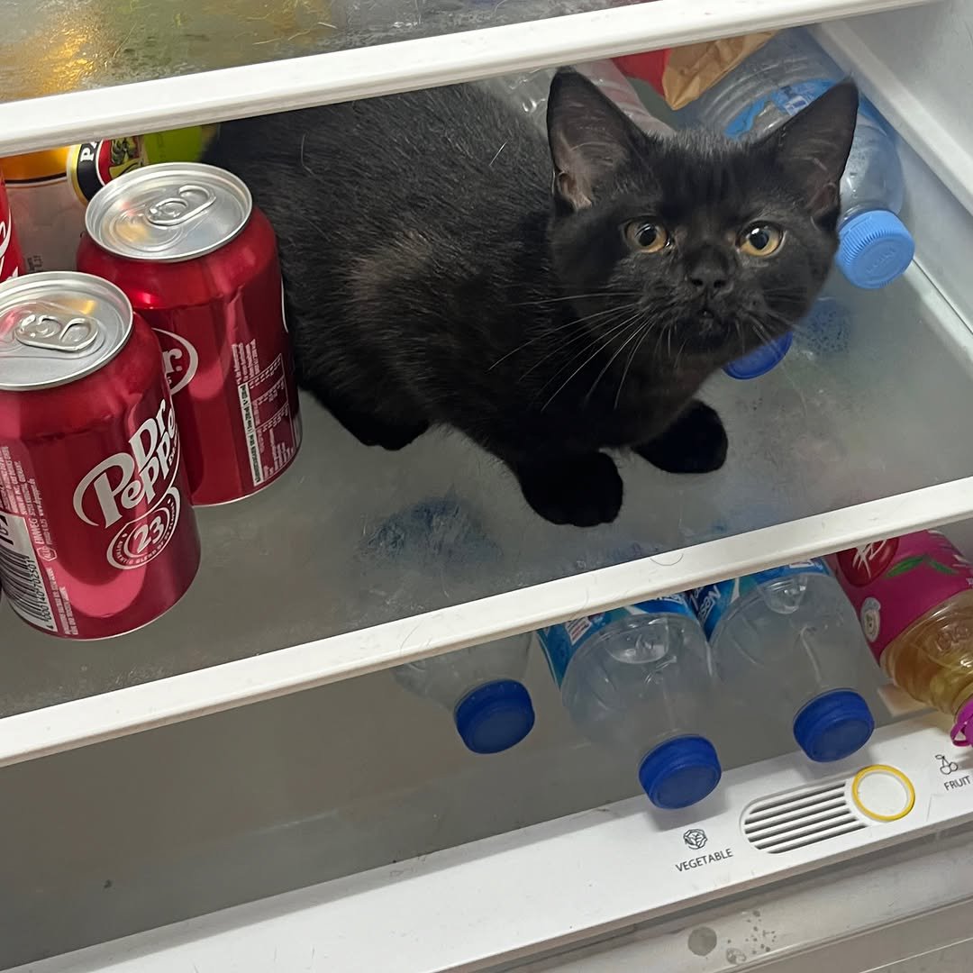Miaw's tweet photo. Your happy place doesn’t always have to make sense to anyone else, as long as it works for you https://t.co/fROiwW0tI6