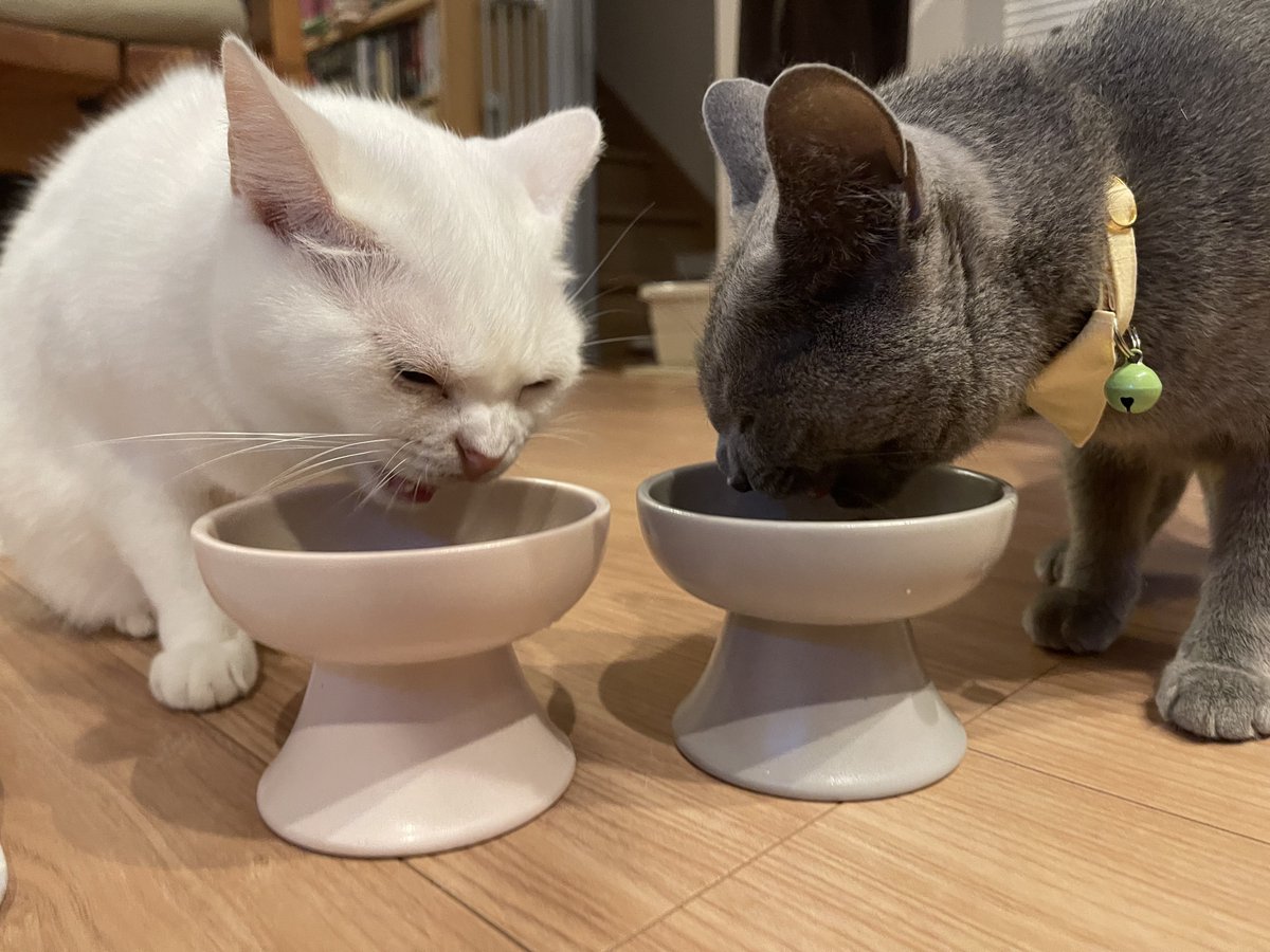 shimura_ken_'s tweet photo. ティッシュと一緒、一緒にご飯、食事以外の普段の距離感
#猫 https://t.co/0azDo4D6Qp