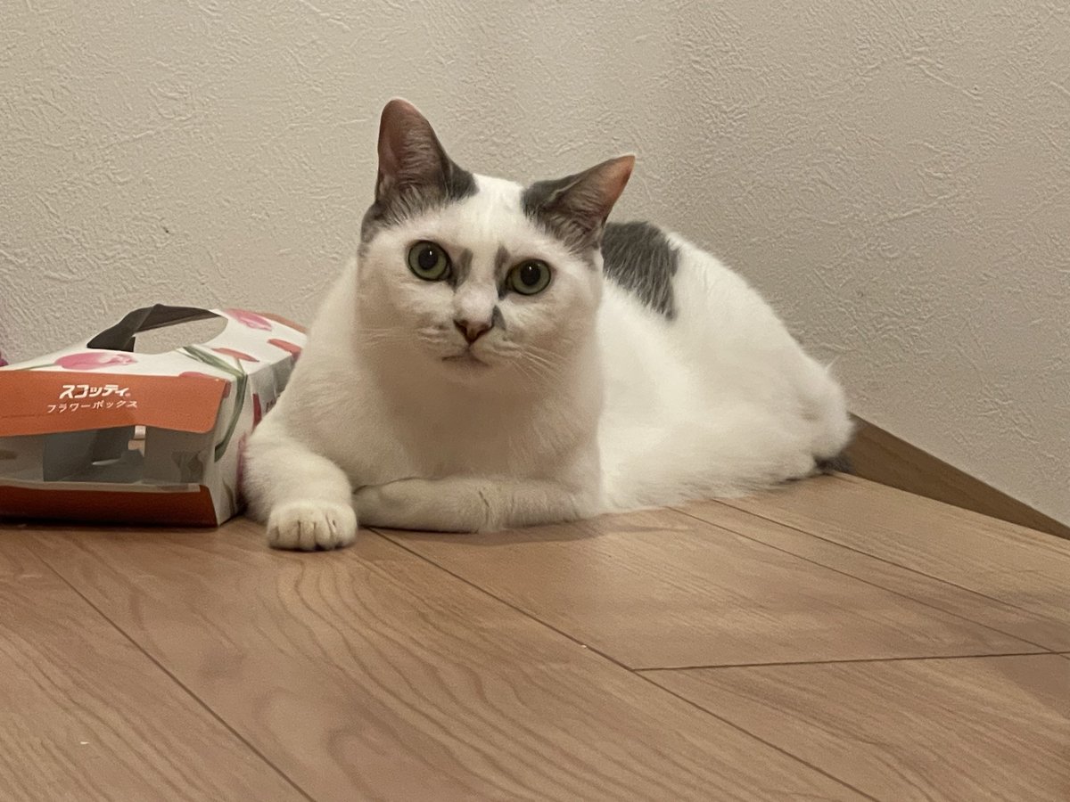 shimura_ken_'s tweet photo. ティッシュと一緒、一緒にご飯、食事以外の普段の距離感
#猫 https://t.co/0azDo4D6Qp