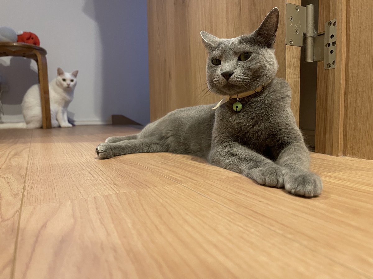 shimura_ken_'s tweet photo. ティッシュと一緒、一緒にご飯、食事以外の普段の距離感
#猫 https://t.co/0azDo4D6Qp