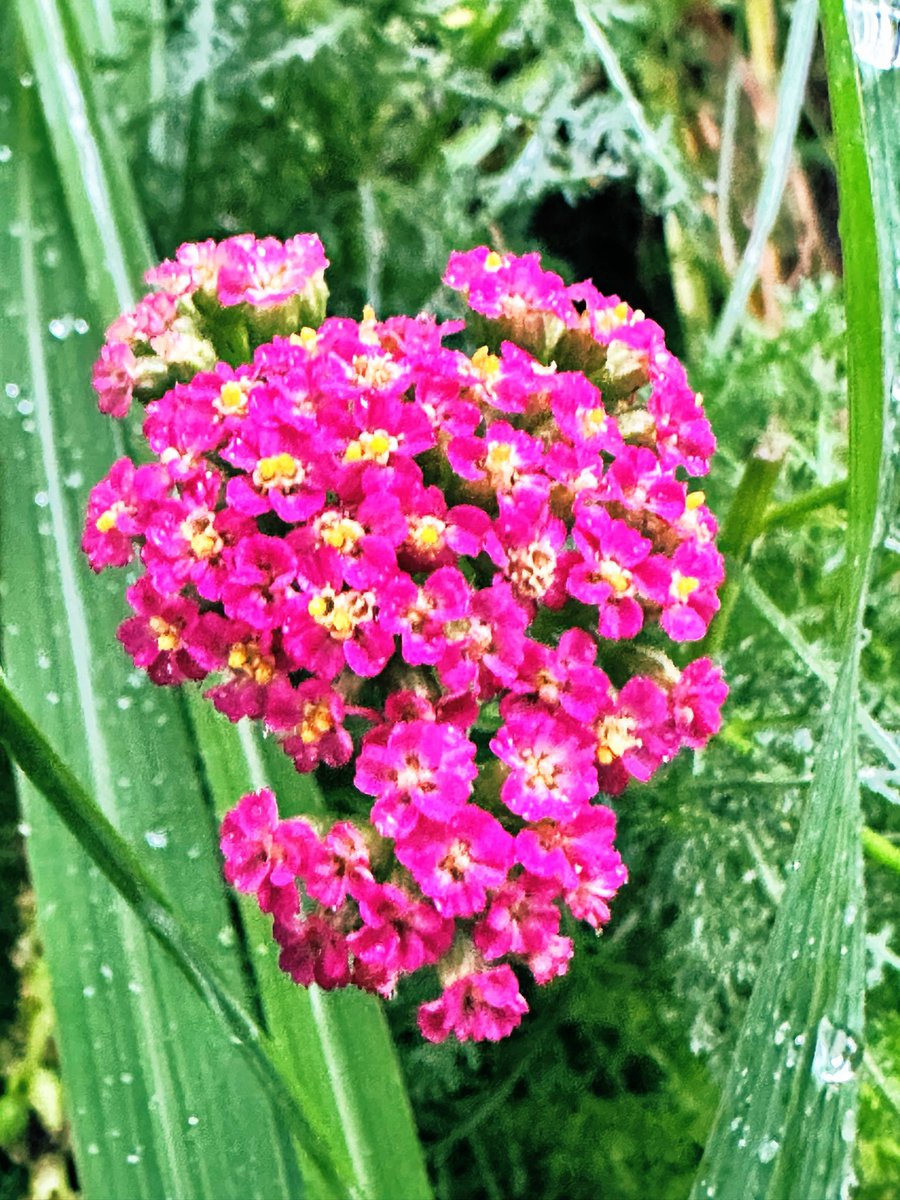 david_andrew123's tweet photo. Washed by rain, leaves and blossoms look so translucent and fresh, as if theyโve just taken a gentle bath ๐ง๏ธ๐ง
#RainyNature #FreshGreen #NatureDetails https://t.co/aZThjQ01SY