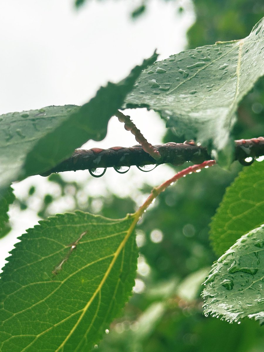 david_andrew123's tweet photo. Washed by rain, leaves and blossoms look so translucent and fresh, as if theyโve just taken a gentle bath ๐ง๏ธ๐ง
#RainyNature #FreshGreen #NatureDetails https://t.co/aZThjQ01SY