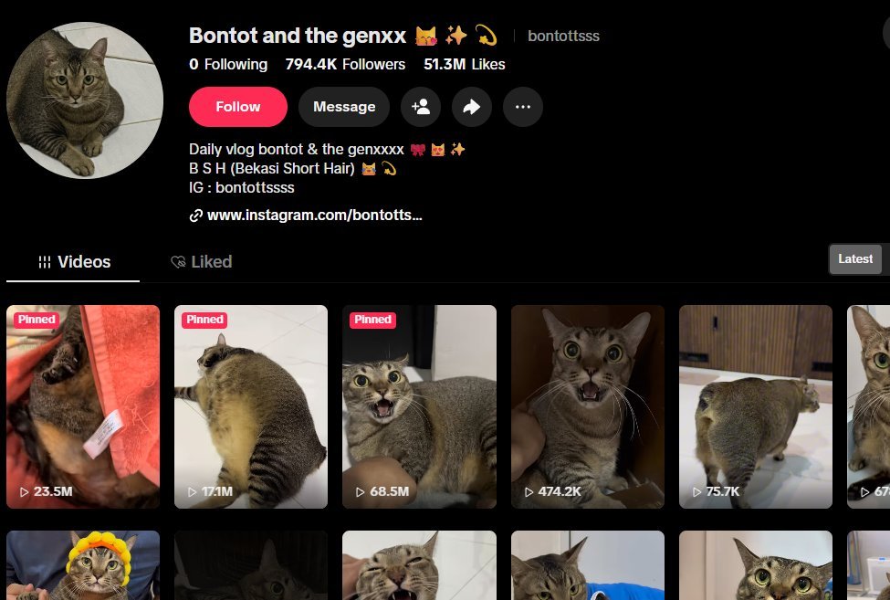 anaaclars's tweet photo. Millions of likes

Genuinely the funniest cat I've ever seen. Bontot is basically a full time chud who does whatever he wants, whenever he wants.

The comment section on every post is absolutely flooded with memes.

https://t.co/YyBFioK8NC

https://t.co/9NX71GZVSS https://t.co/SJc8etxTXH