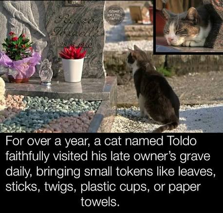 GusonRobin's tweet photo. @blknoiz06 the story is real 

the ticker is $TOLDO

https://t.co/hK3siwMM5S https://t.co/tK7nijfYii