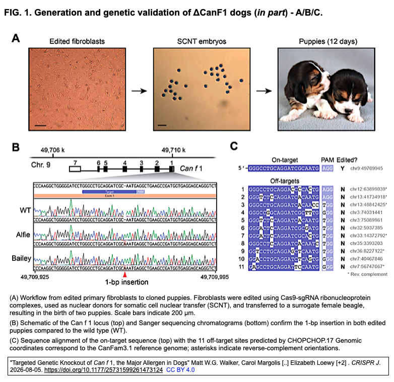 ScienceCrisp's tweet photo. "Targeted Genetic Knockout of Can f 1, the Major Allergen in Dogs" 
Walker MWG, Margolis C, Wiegand T, Gavin N, Loewy E.
CRISPR J. 2026-08-05. https://t.co/wqGQp7Kk6x https://t.co/a9MhC7NSxp