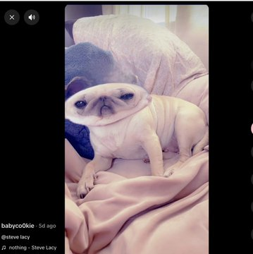 1willmakeitout's tweet photo. Meet the next Meep animal!
https://t.co/kJgXt1miaY

Cookie the Meepdog is going fucking viral on TikTok with Millions of views,

People are already making edits and memes about him.

2 Mil Views just 1 vid - https://t.co/2SnZQ4qBrQ 

He is literally called the Meepdog. 
Retarded, recognizable and perfect for the animal meta.
