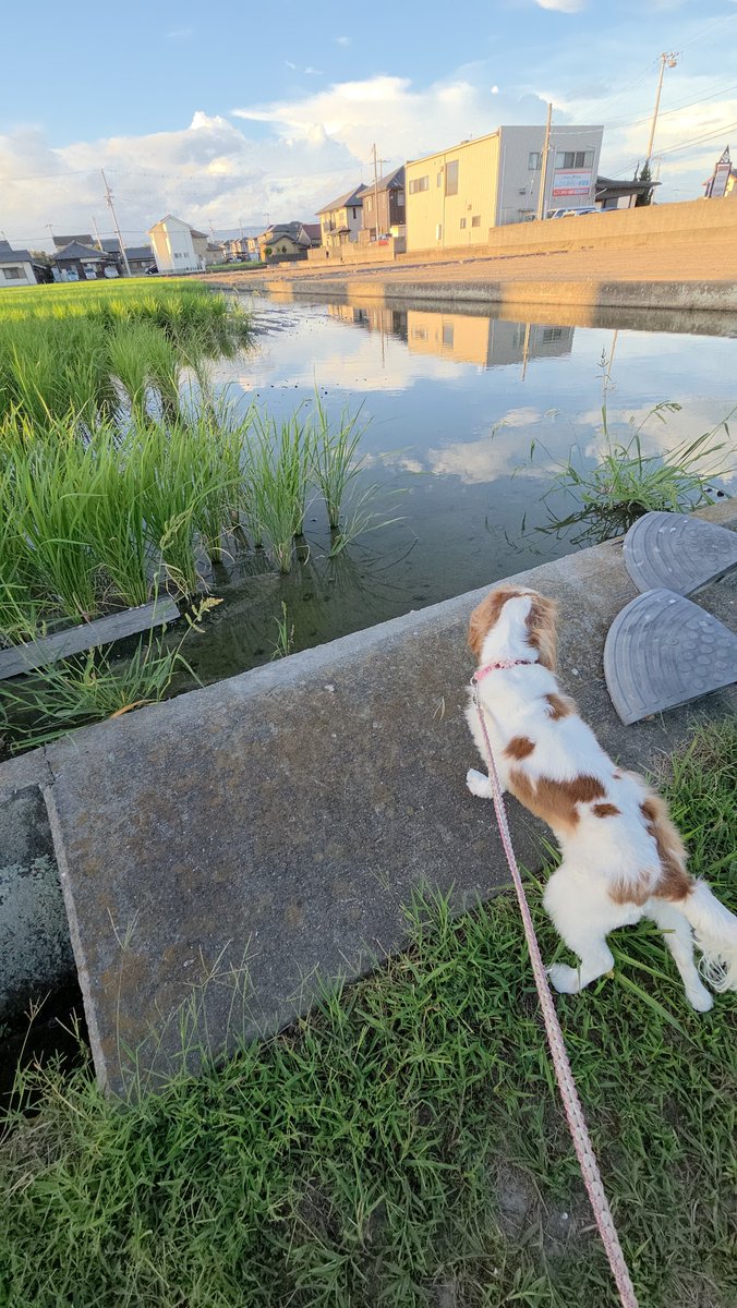 itadakimasu0331's tweet photo. 🐶🐾朝のすっきり✨️
今日も暑くなったわよ💦 https://t.co/46DbsmQFYN