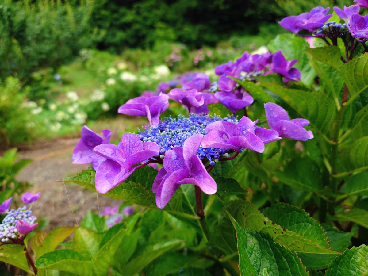 ko_pluie's tweet photo. 思わず撮りたくなる紫陽花の数々✨

#花の日
#Xperiaで撮影
#だから私はXperia
#Xperia
#Xperia1vii https://t.co/IIWp8aypu3