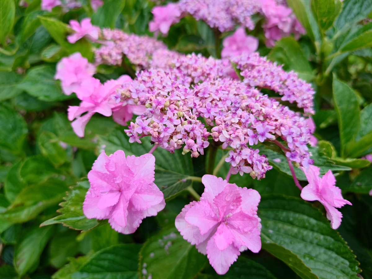 ko_pluie's tweet photo. 思わず撮りたくなる紫陽花の数々✨

#花の日
#Xperiaで撮影
#だから私はXperia
#Xperia
#Xperia1vii https://t.co/IIWp8aypu3
