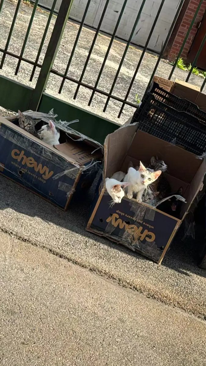 iussdws's tweet photo. Little kittens enjoying their cozy little space in the sunshine. https://t.co/6EWspLCNMs