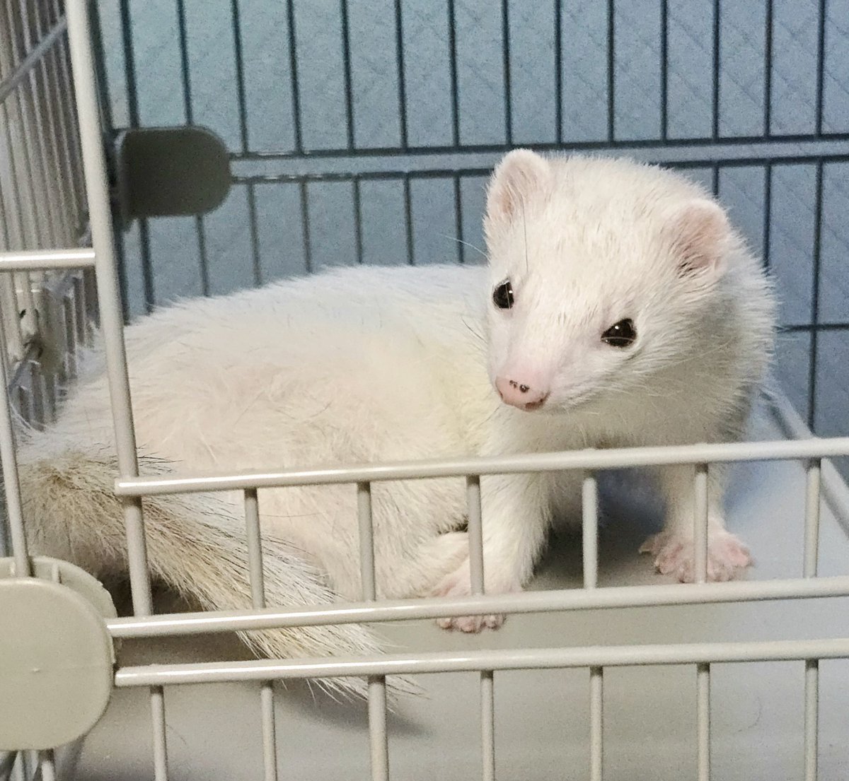 shiromo_ferret's tweet photo. 遊び場でくつろいでるお兄さん
 #ferret https://t.co/7t6Xx5tNoX