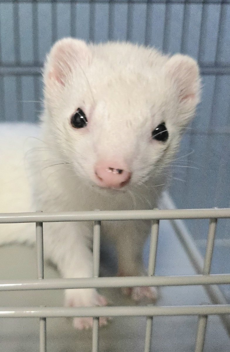 shiromo_ferret's tweet photo. 遊び場でくつろいでるお兄さん
 #ferret https://t.co/7t6Xx5tNoX