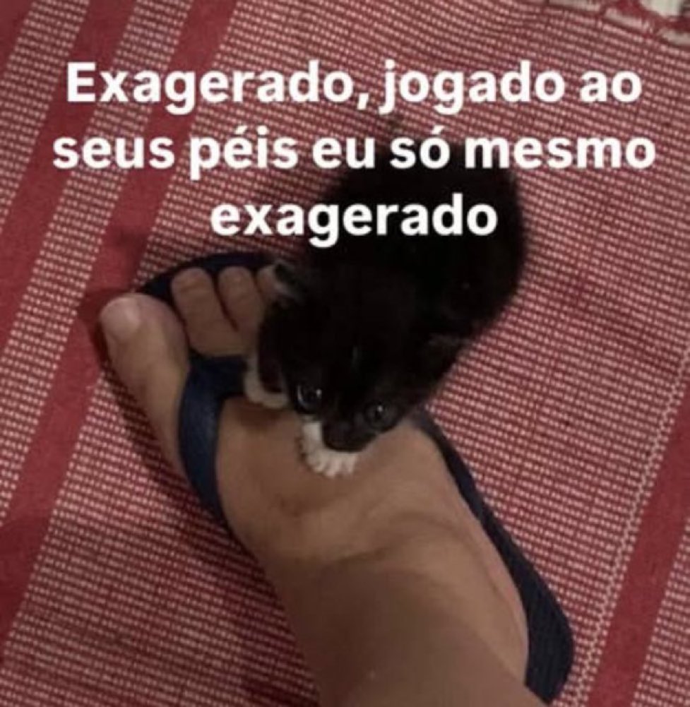 gatinarios's tweet photo. https://t.co/JRFVXUm2DB