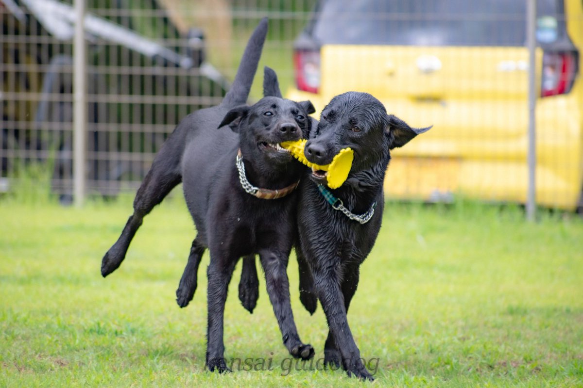 kansaiguidedog's tweet photo. こちら、感謝の「本日撮れたてほやほや水遊び」写真です📸 https://t.co/0pB4IfBEut