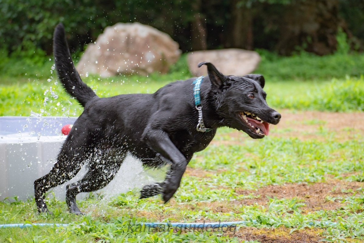 kansaiguidedog's tweet photo. こちら、感謝の「本日撮れたてほやほや水遊び」写真です📸 https://t.co/0pB4IfBEut