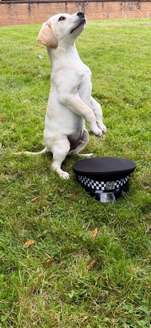 Golden Labrador pup sitting back with his front legs in the air staring upwards. Police Officers hat sitting on the grass in front.
