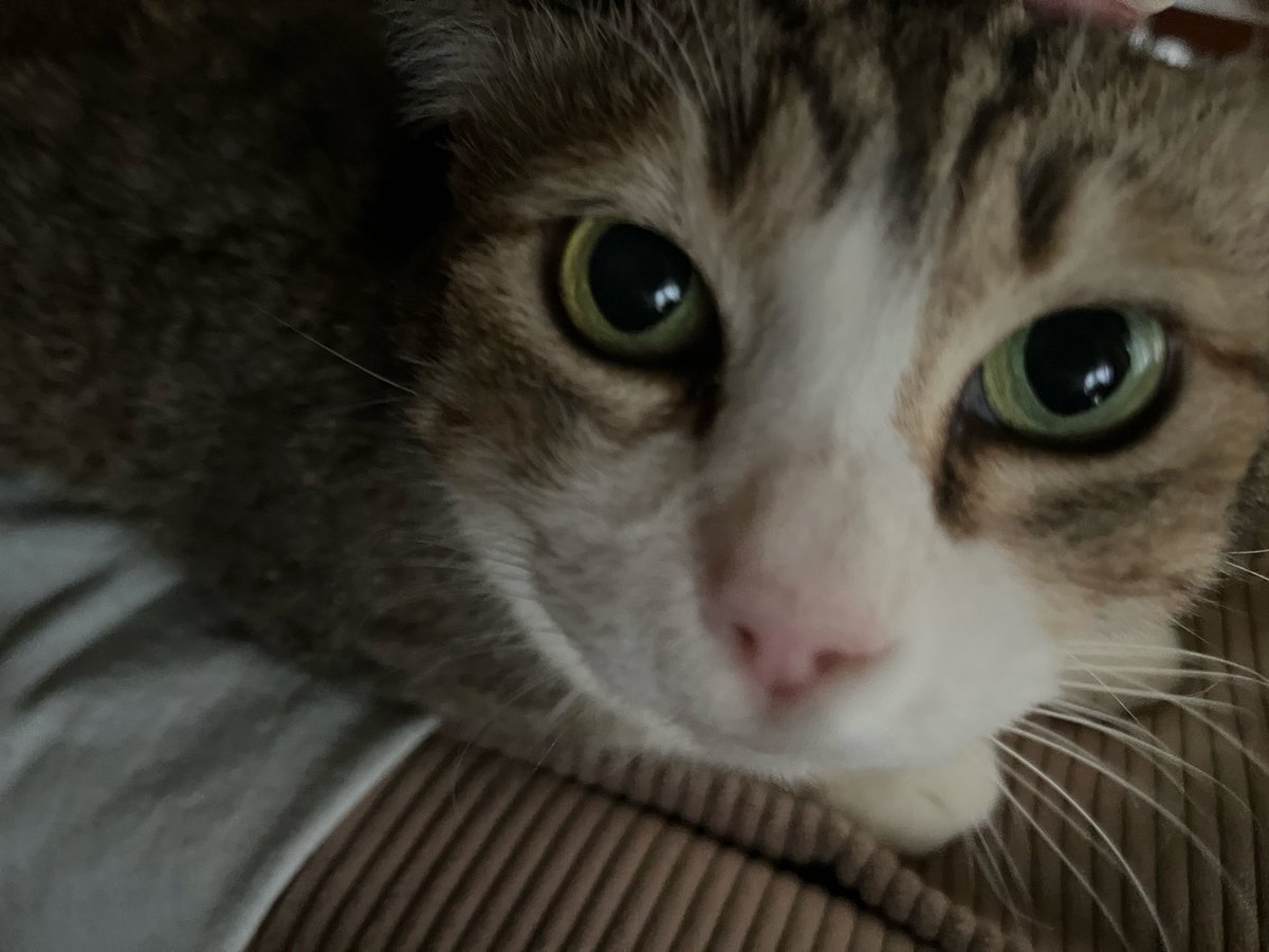rumineko_zero's tweet photo. 従姉妹の家の猫ちゃんず、片方は動きすぎて上手く撮れんかった https://t.co/EfKYGne8ov