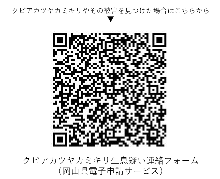 okayama_kocho's tweet photo. ／
この虫を見つけたら報告してください⚠️
＼

サクラやモモ、ウメなどを加害する特定外来生物「クビアカツヤカミキリ」が岡山県で初めて確認されました。
もし見つけた場合は、二次元バーコードから報告してください📢

詳しくはこちら👇(自然環境課ＨＰ)
https://t.co/lDci6qfqtc https://t.co/NfFDnzO6EN