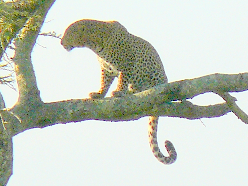 WillKnocker's tweet photo. There are only an estimated 10-15 leopards in Nbi Nat Park (including here at #Silole) where recent food seems to be overwhelmingly consisting of Nairobi Grass Rats (Arvicanthis nairobae after 3 years of excellent rains)...
Always elusive and difficult to see, we often hear these Masters of Disguise sawing at night....
#nnpat80