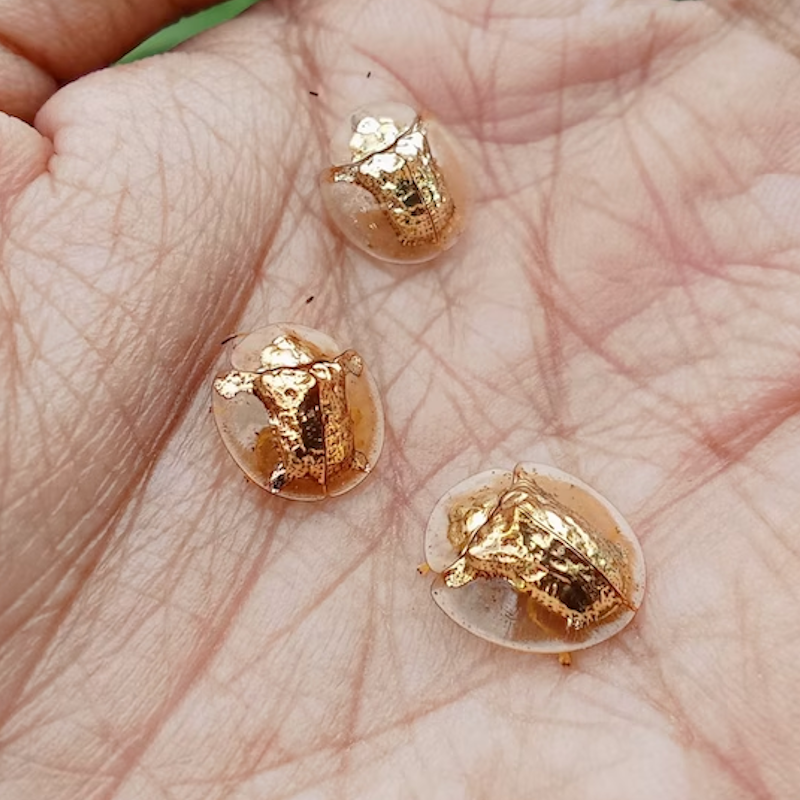 AMAZlNGNATURE's tweet photo. This beetle looks like it's wearing a glass shell

The golden tortoise beetle has transparent edges that make its metallic body look as if it's sealed beneath clear glass https://t.co/x5sELlmZ9F