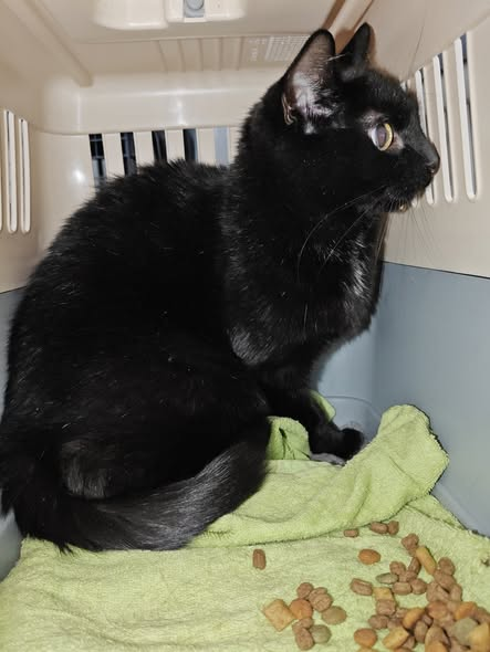 yolandaschultes's tweet photo. 59348 Lüdinghausen
Katze in einer Transportbox, am Straßenrand ausgesetzt
Kopie Tierfreunde Lüdinghausen
Ausgesetzt – Hinweise gesucht
Diese verängstigte, weibliche Katze wurde am 01.08. in Lüdinghausen in einer Transportbox mit Futter am Straßenrand ausgesetzt. Die Box wirkt noch sehr neu. Die Katze ist nicht gechippt.
Wer kennt die Katze oder hat etwas beobachtet?
Hinweise bitte an 02598 9292532 oder kontakt@tierfreunde-luedinghausen.de.
Alle Hinweise werden vertraulich behandelt!