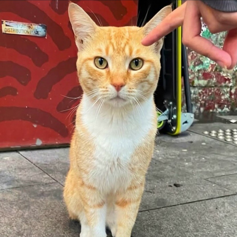 The friendly orange cat logo